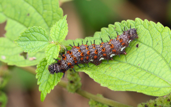 Red Admiral caterpillar